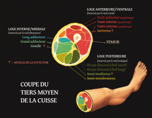 Anatomie: coupe du tiers moyen de la cuisse montrant les muscles des diverses loges (interne/médiale, antérieure/ventrale et postérieure).