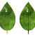Illustration de botanique représentant deux feuilles d'arbre.