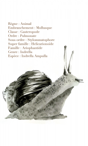 Etude d'illustration scientifique des gastéropodes, et plus spécifiquement des escargots.
