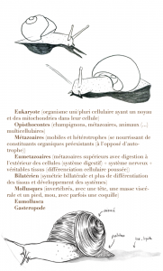Etude d'illustration scientifique des gastéropodes, et plus spécifiquement des escargots.