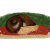 Illustration scientifique en couleur d'une espèce de gastéropode, l'escargot Indrella Ampulla.
