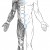 Dessin de kiné montrant les muscles de l'homme et ses canaux d'énergies (chakras)