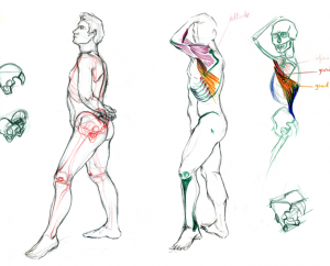Dessins fait en cours de nu à Estienne en illustration scientifique, modèle vivant, le corps humain et son squelette.