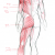 Dessin de morphologie du corps humain montrant les muscles en vue postérieure (dos, fesse, jambe et bras)