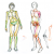Illustration scientifique de morphologie présentant le corps humain, son squelette, ses os.