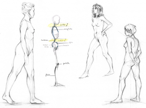 Modèles vivant, dessins fait en cours de nu, le corps humain et sa morphologie.