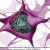 Vue intracellulaire de la structure d'un neurone et sa légende (dendrite, axone, soma, membrane plasmide, mitochondries, noyau, réticulum endoplasmique rugueux et lisse, appareil de golgi, enzyme, lysosome)