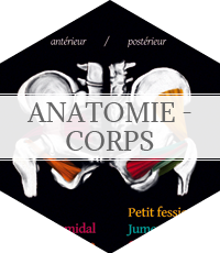 anatomie du corps