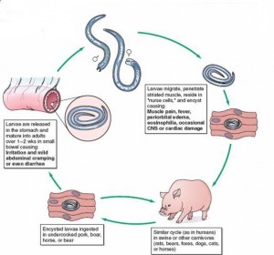 TRICHINELLA SPIRALIS life cycle