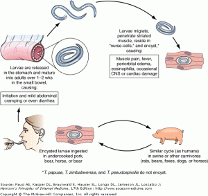 TRICHINELLA SPIRALIS life cycle2 - Laurine Moreau Illustratrice & Graphiste