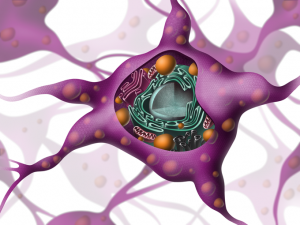 illustration-scientifique-neurone-3