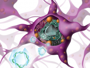 illustration-scientifique-neurone-5