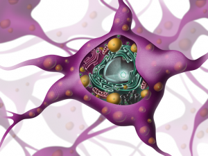 illustration-scientifique-neurone-7